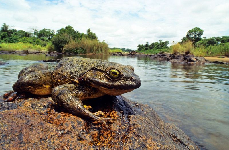 Goliath Frog