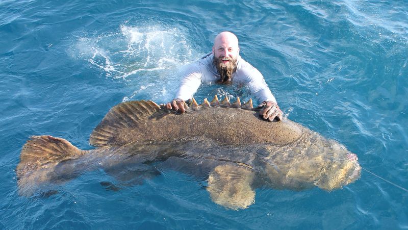 Goliath Grouper