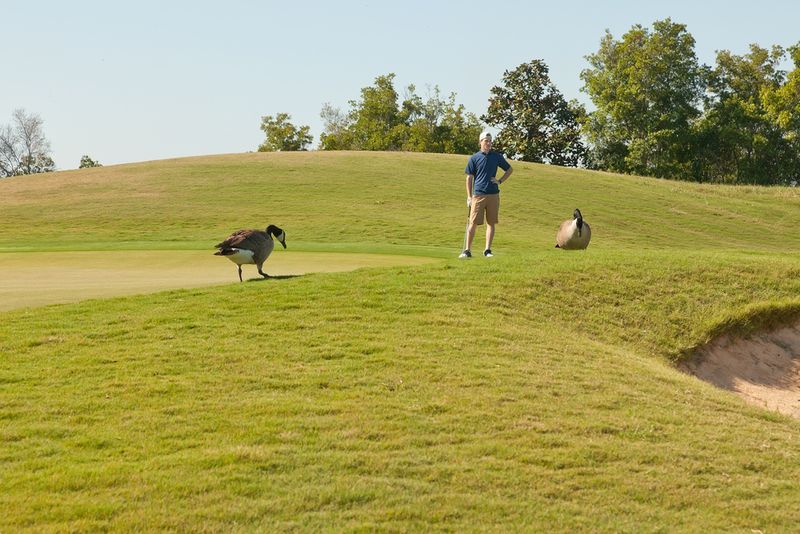 Goose Gets Territorial