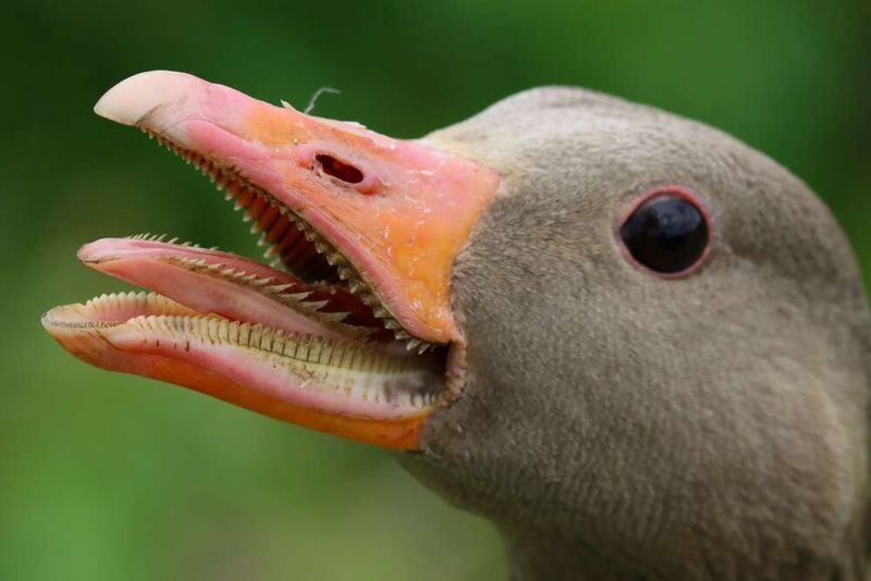 Goose