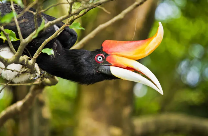 Helmeted Hornbill