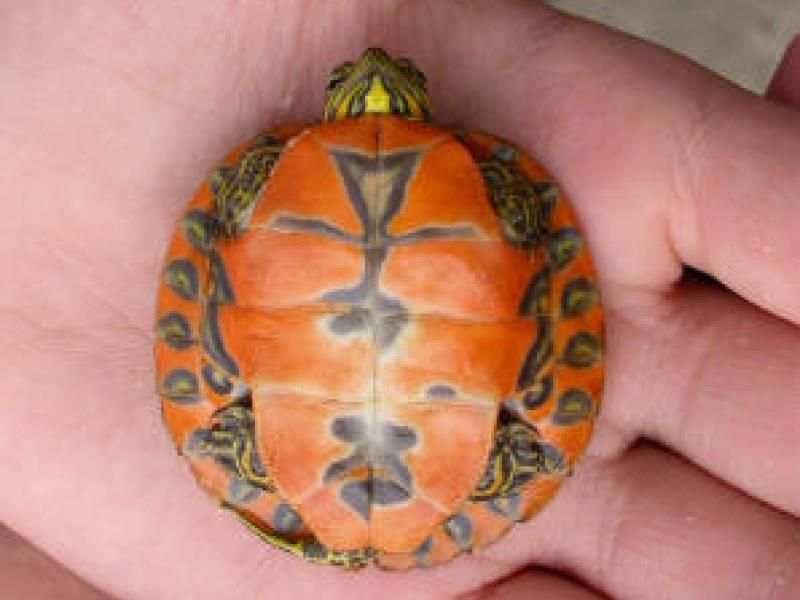 Alabama Red-bellied Turtle