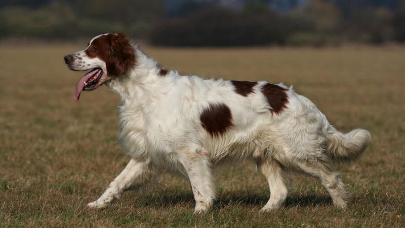 Irish Red and White Setter