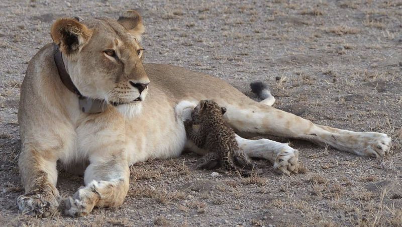 Lion