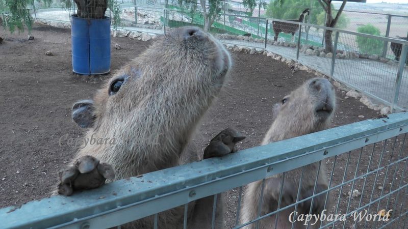 Capybara