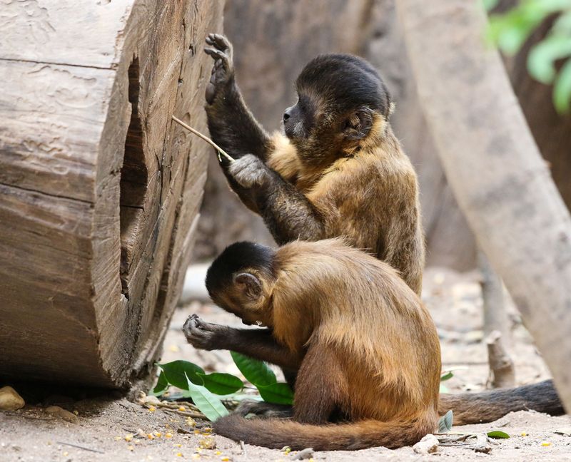 Capuchin Monkey