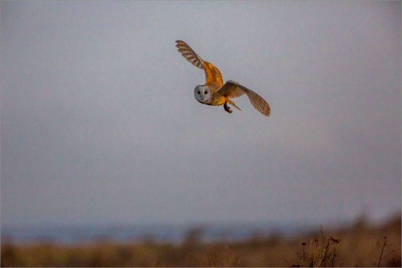 Barn Owl