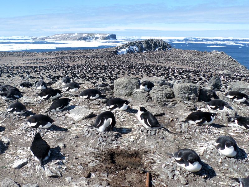 Lively Penguins