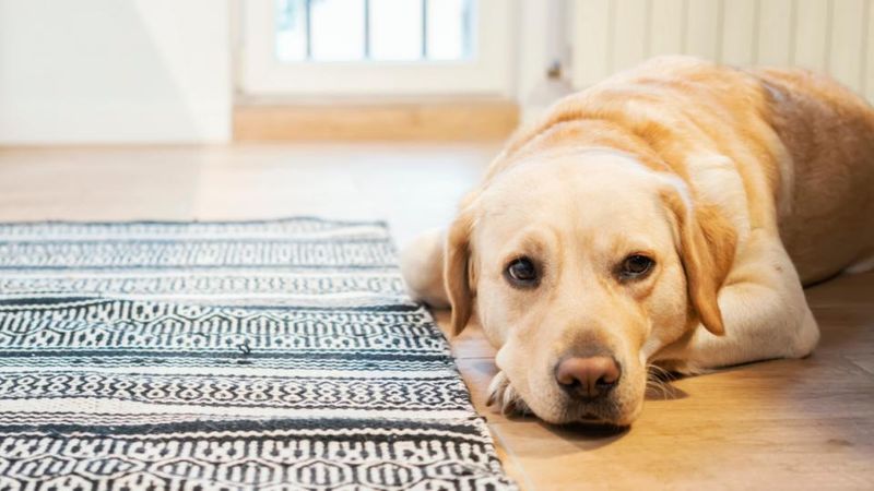 Monitor Pet Behavior