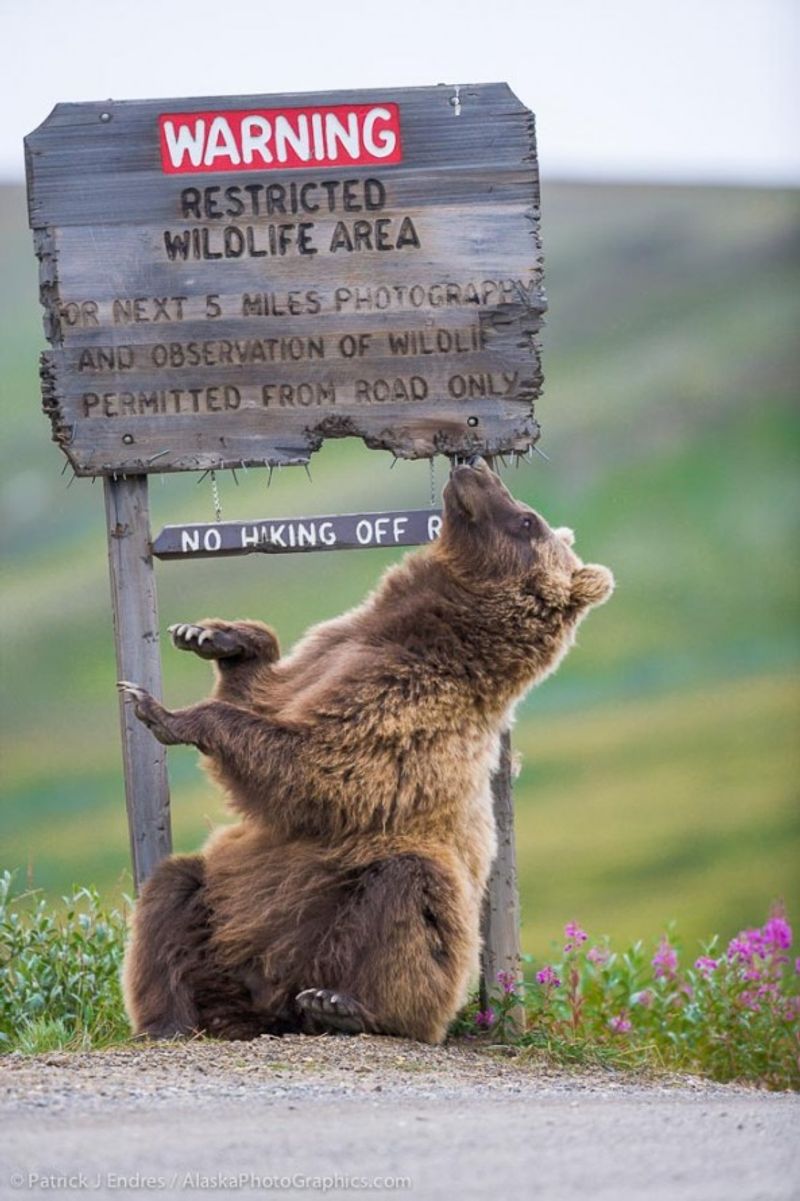 Denali National Park