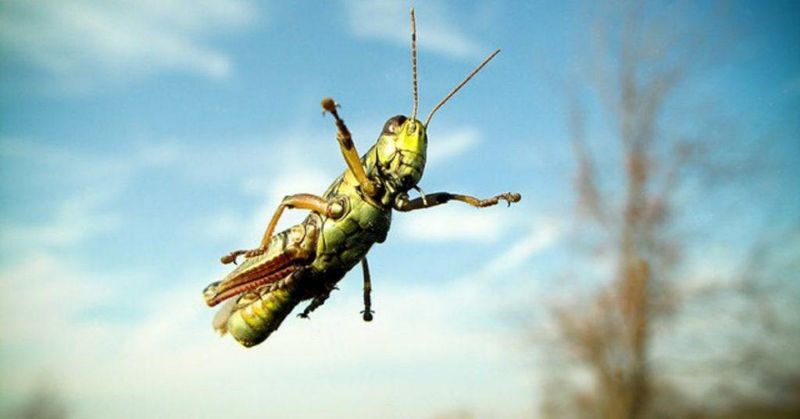 Grasshopper