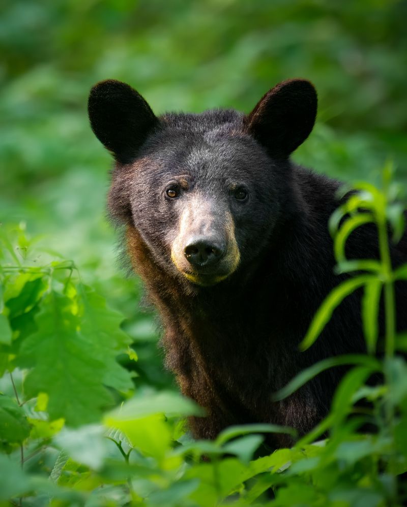 Black Bear