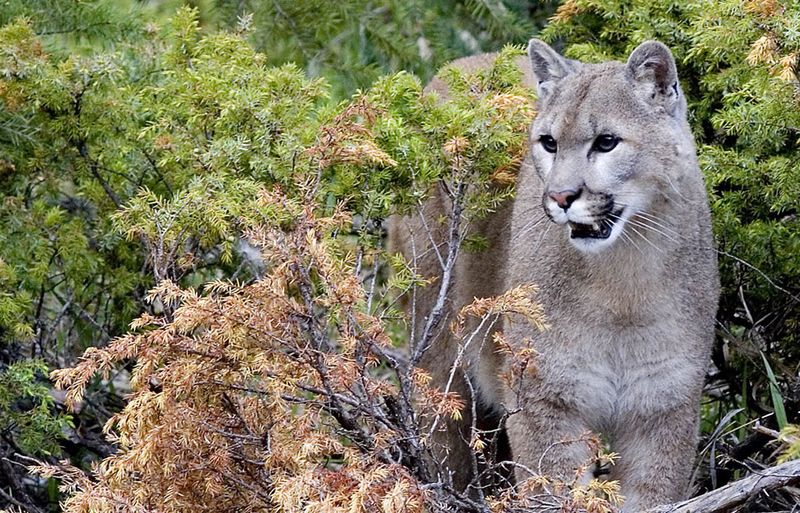 Eastern Cougar