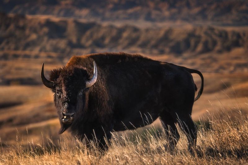 American Bison