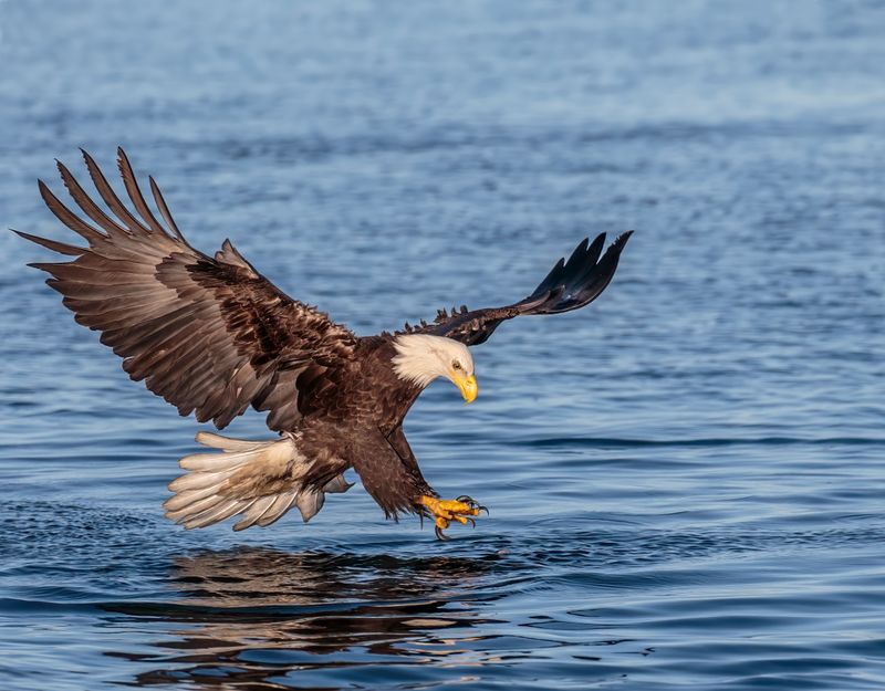 Bald Eagle