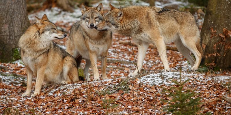 Eastern Wolf