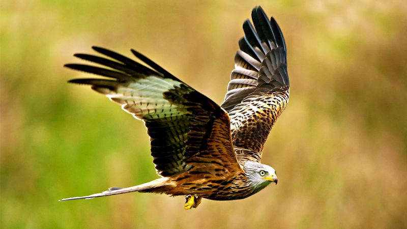 Red Kite