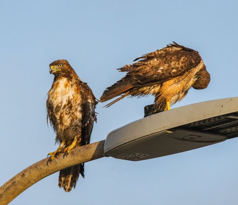 Hawks