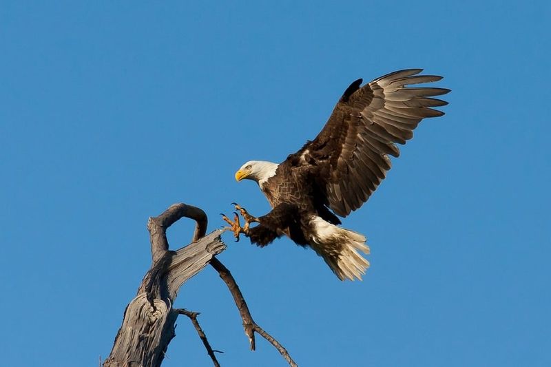 Bald Eagles