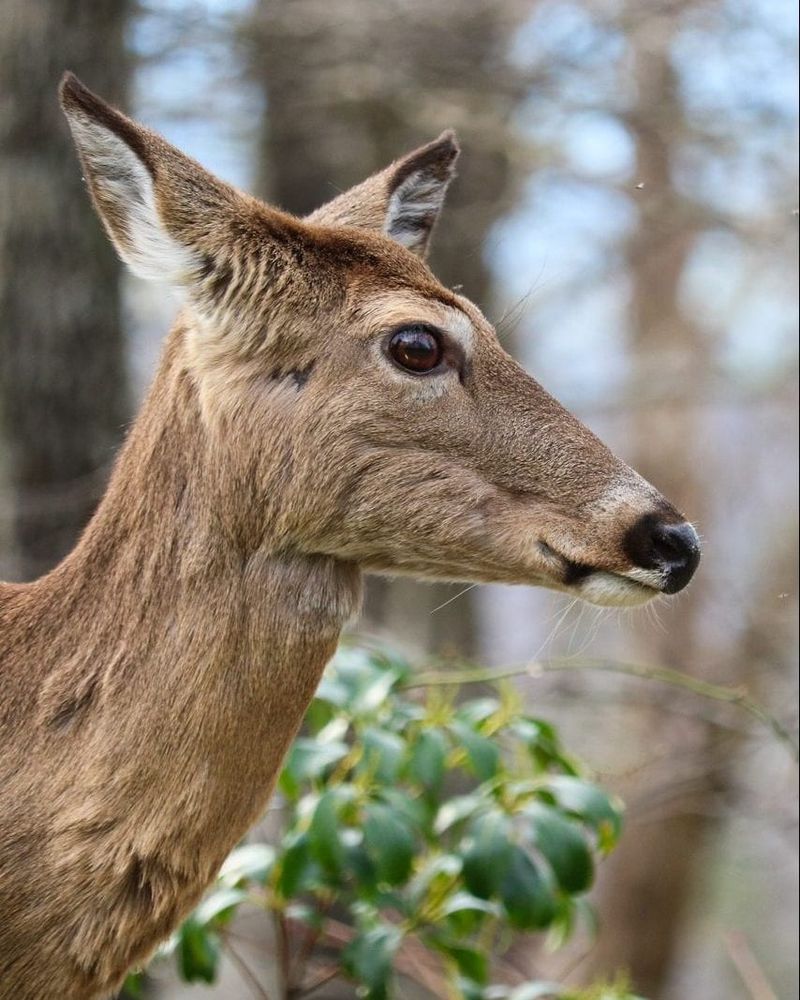 Shenandoah National Park