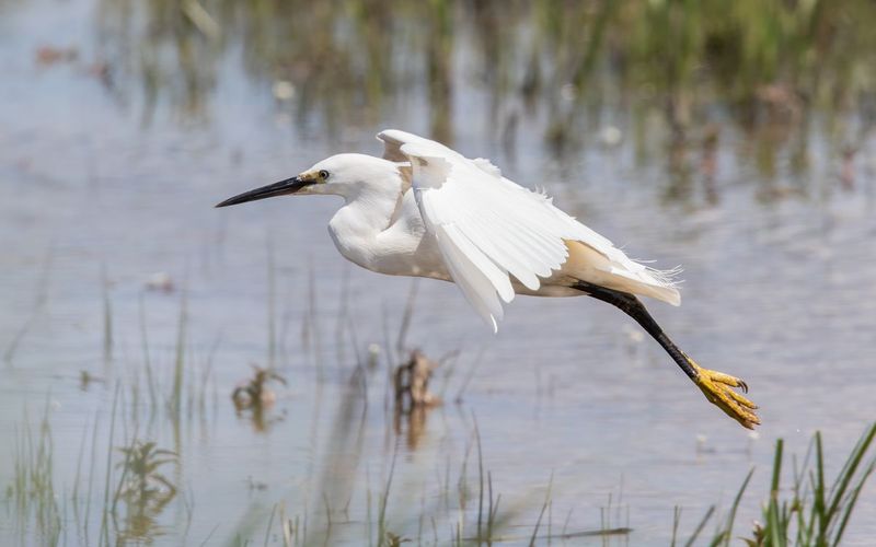 Little Egret