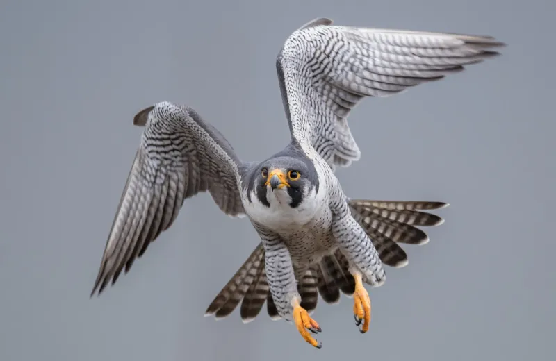 Peregrine Falcon