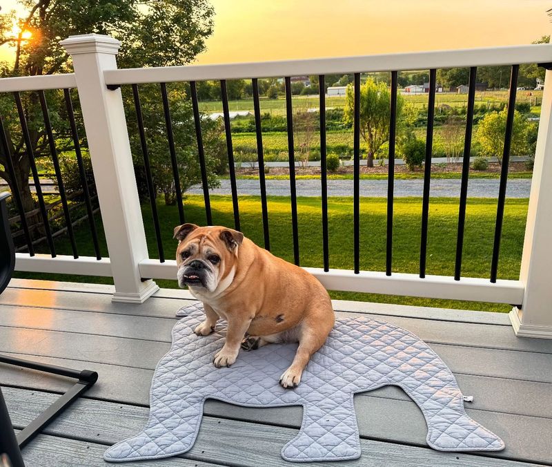 Bulldog