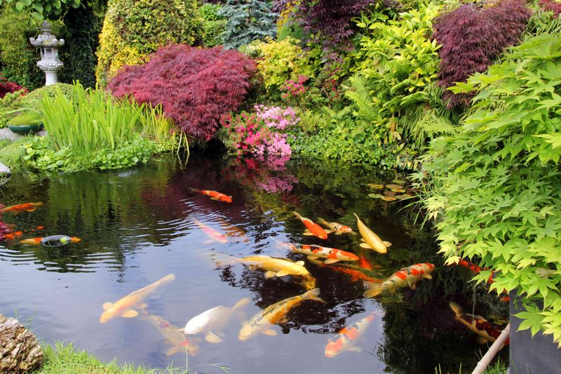 Koi Fish
