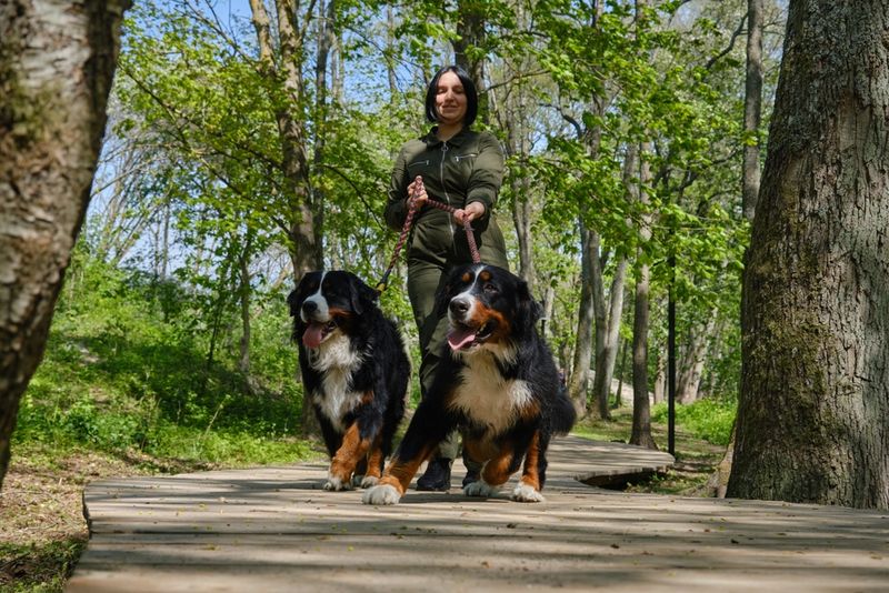 Bernese Mountain Dog
