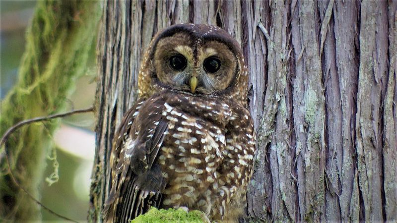 Spotted Owl (Strix occidentalis)