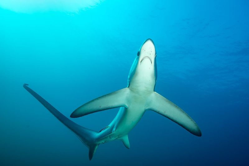 Thresher Shark