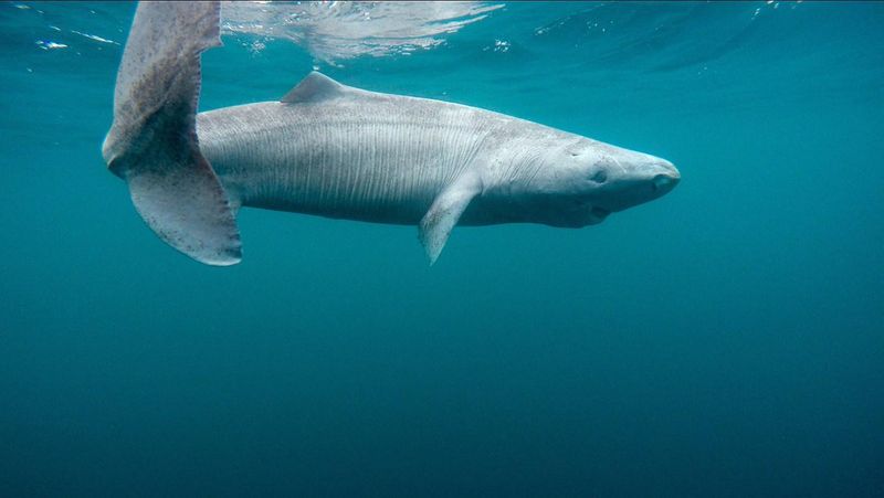 Greenland Shark