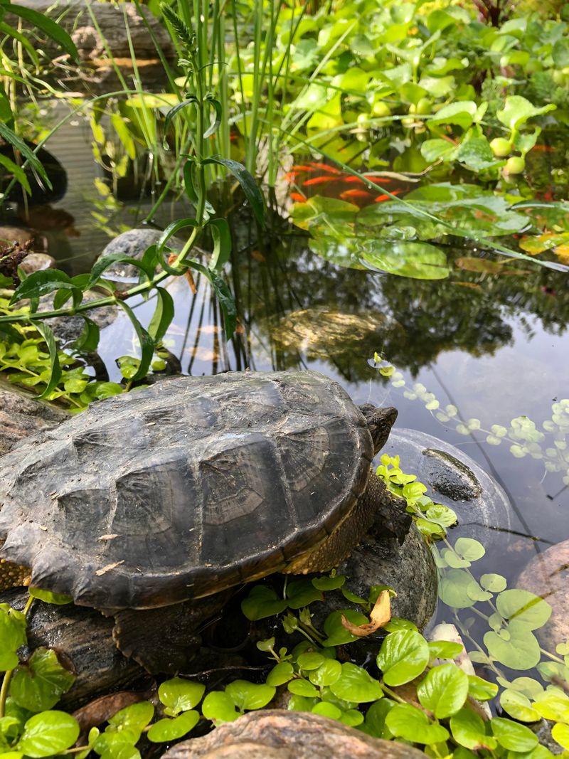 Snapping Turtle