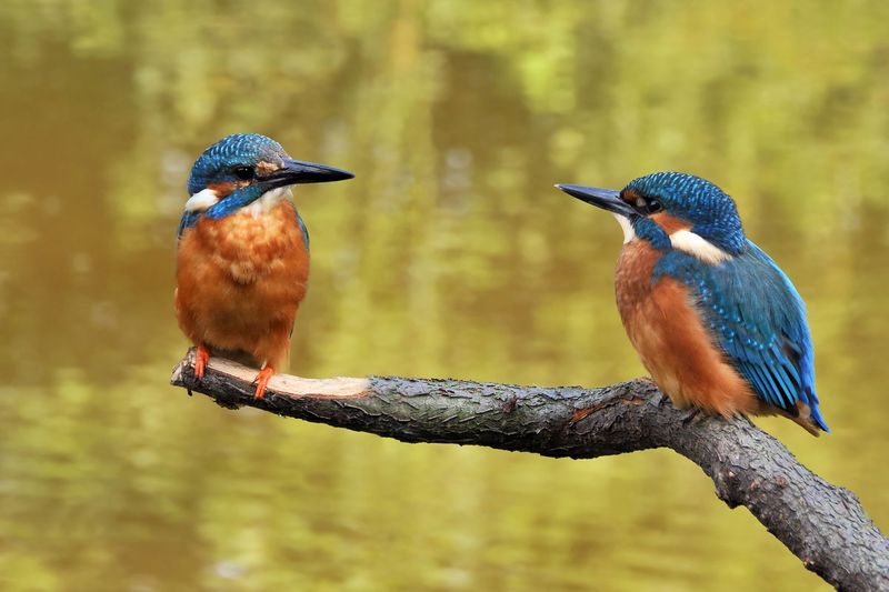 Kingfisher