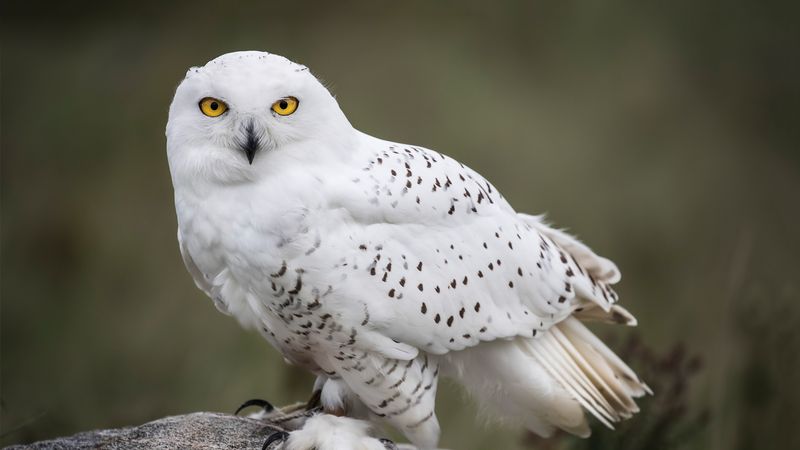 Snowy Owl