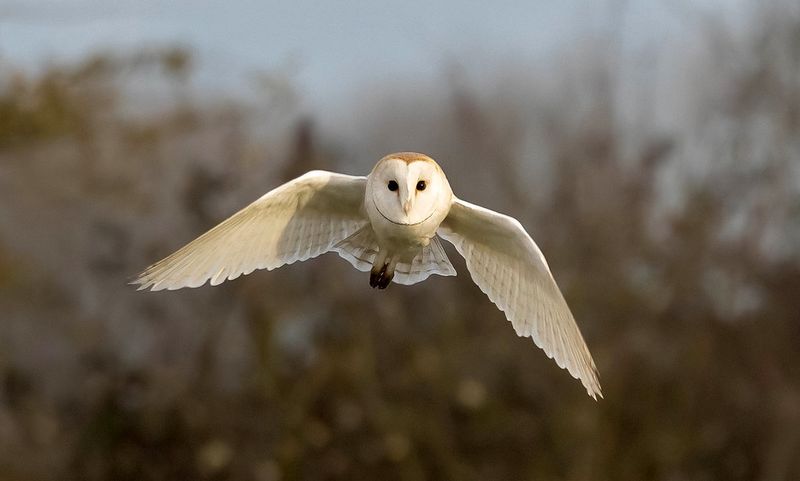 Barn Owl (Tyto alba)