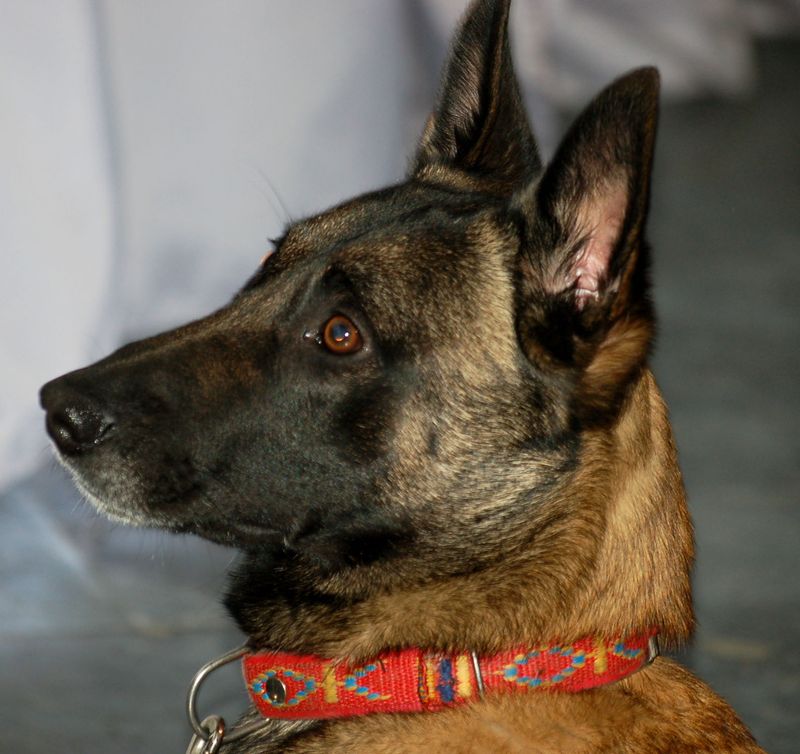 Belgian Malinois