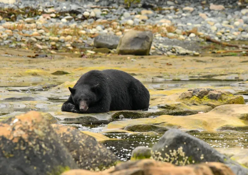 American Black Bear