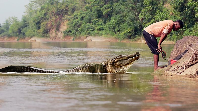 Nile Crocodile