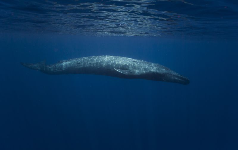 Blue Whale