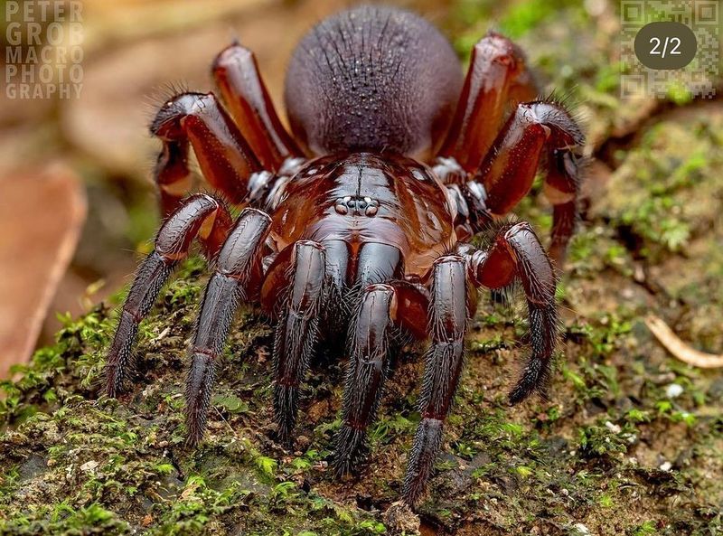 Trapdoor Spider