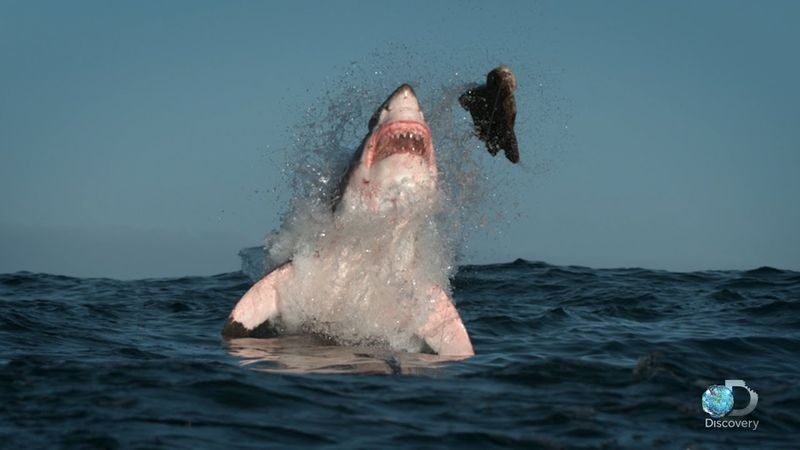 Great White Shark