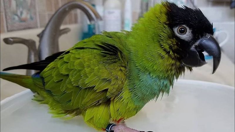 Nanday Conure
