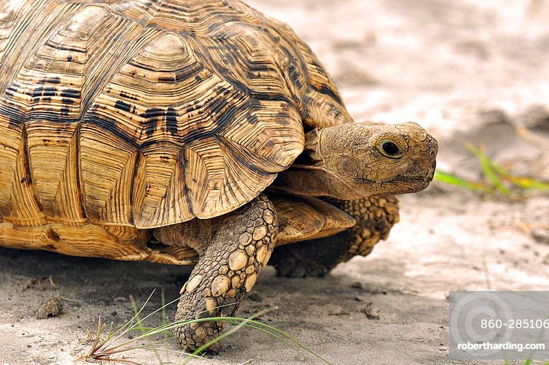 Leopard Tortoise