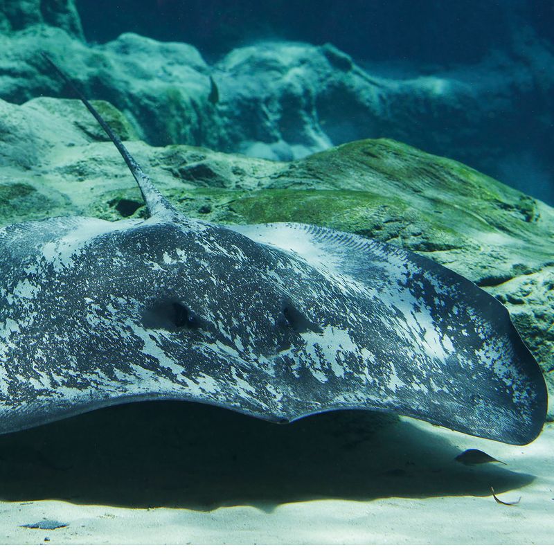 Freshwater Stingray