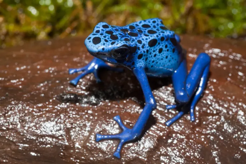 Poison Dart Frog