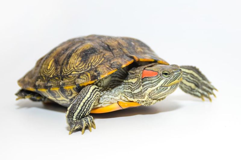 Red-Eared Slider