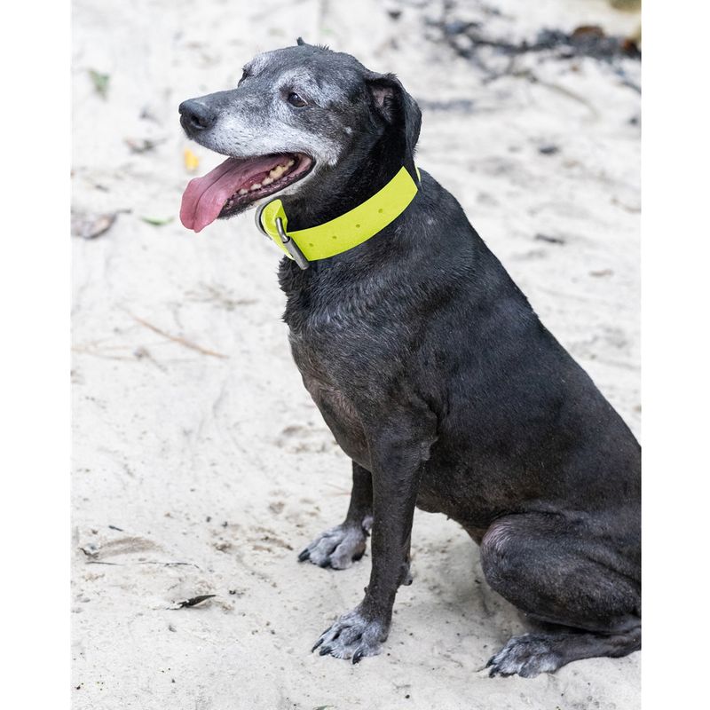 Yellow Collar