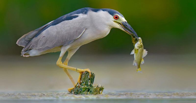 Black-crowned Night Heron
