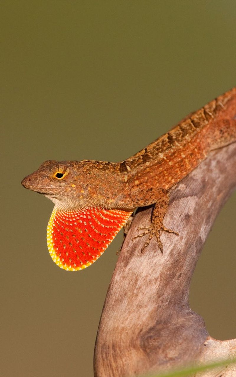 Brown Anole
